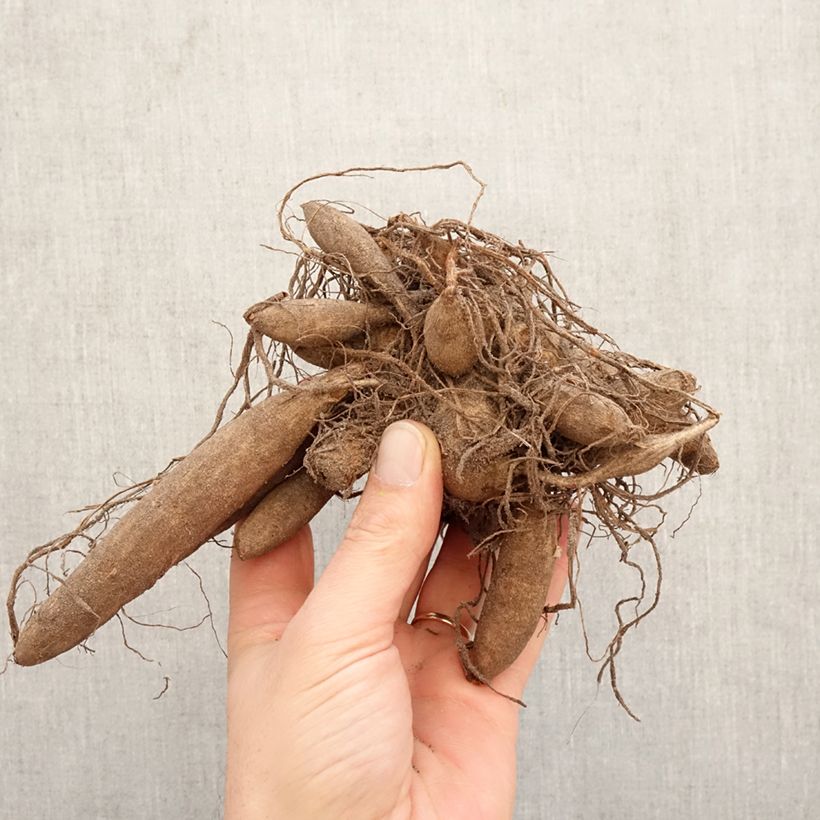 Exemplar von Kaktus-Dahlie Urchin Zwiebel Kaliber/Größe I wie im Frühjahr geliefert