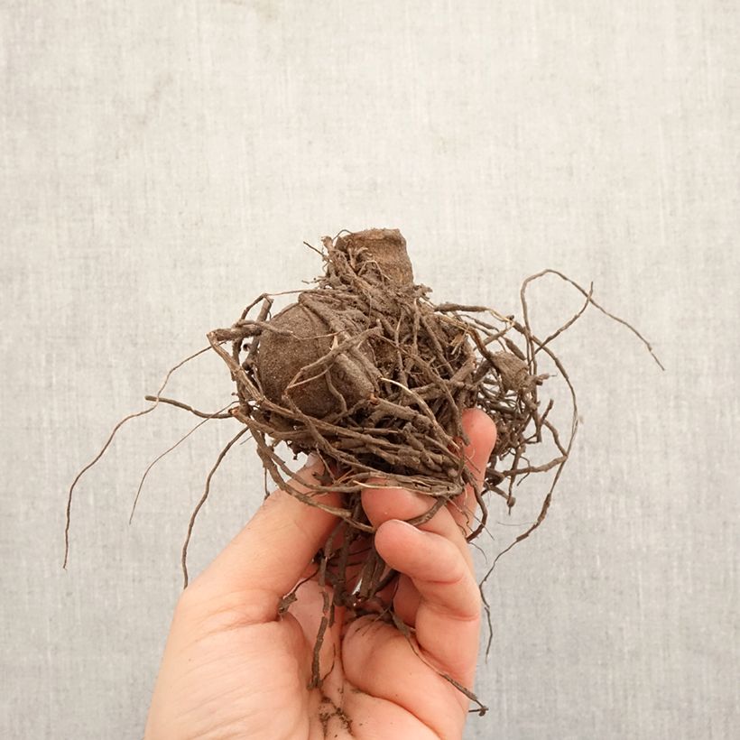 Exemplar von Kaktus-Dahlie Gryson s Yellow Spider Zwiebel wie im Frühjahr geliefert