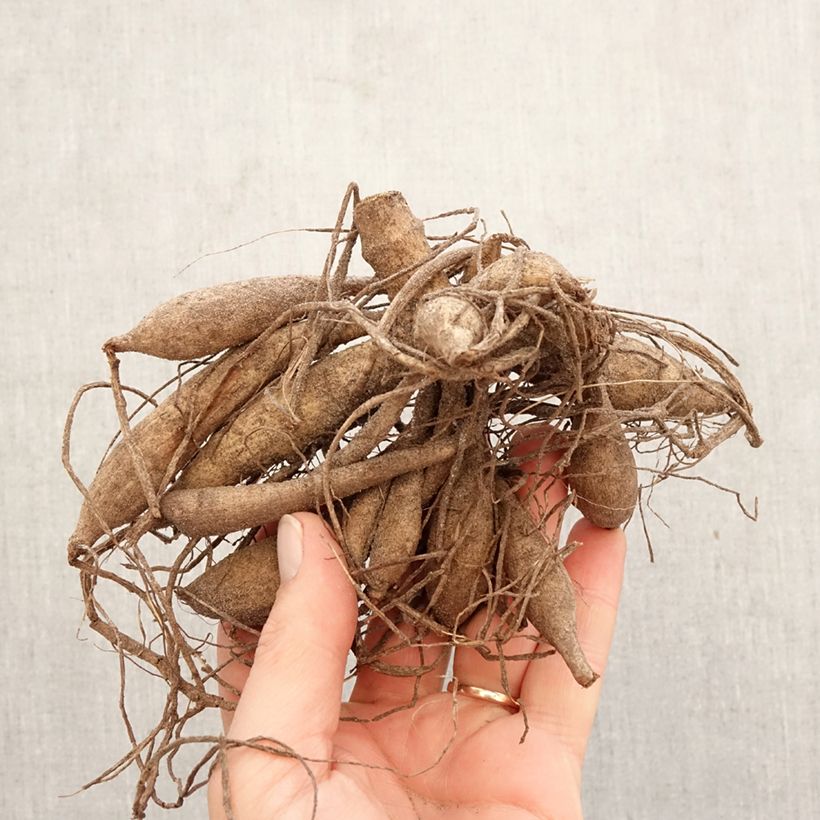 Exemplar von Kaktus-Dahlie Hollyhill Cotton Candy Zwiebel Kaliber/Größe I wie im Frühjahr geliefert