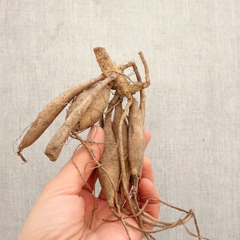 Exemplar von Kaktus-Dahlie Hollyhill Spider Woman Zwiebel Kaliber/Größe I wie im Frühjahr geliefert