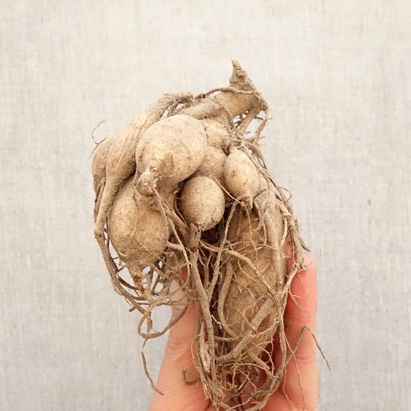 Exemplar von Kaktus-Dahlie Jeanne d Arc Zwiebel wie im Frühjahr geliefert