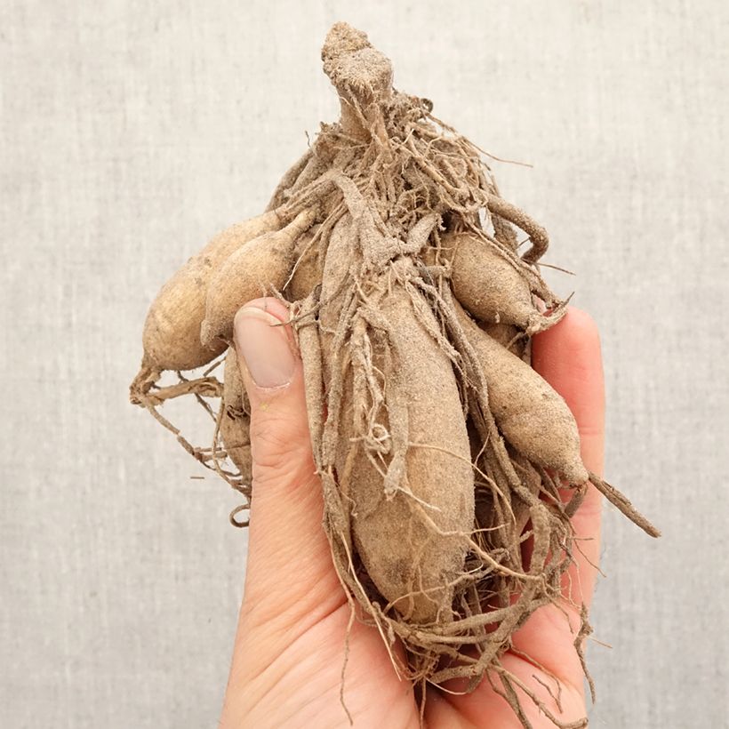 Exemplar von Kaktus-Dahlie Karma Purple Corona Zwiebel Kaliber/Größe I wie im Frühjahr geliefert