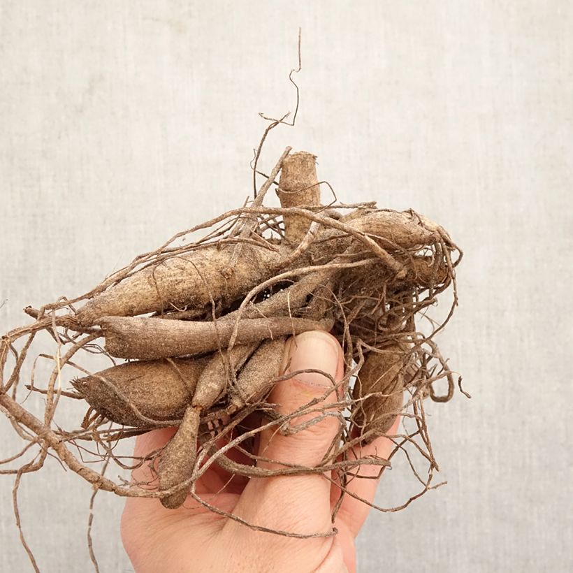 Exemplar von Kaktus-Dahlie Kennemerland Zwiebel Kaliber/Größe I wie im Frühjahr geliefert
