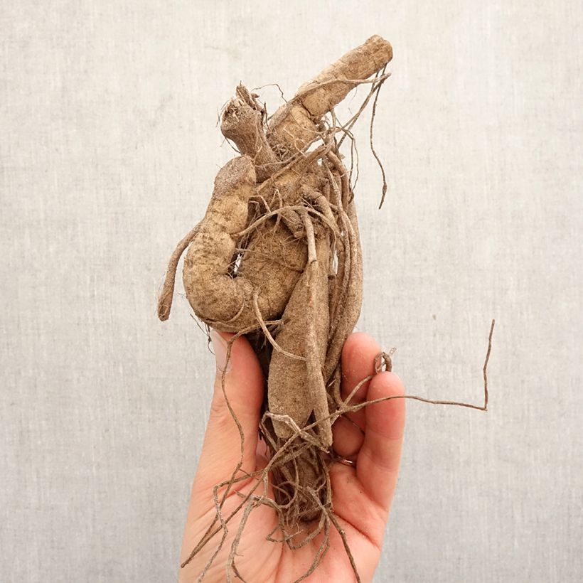 Exemplar von Kaktus-Dahlie Mingus Julie Zwiebel Kaliber/Größe I wie im Frühjahr geliefert