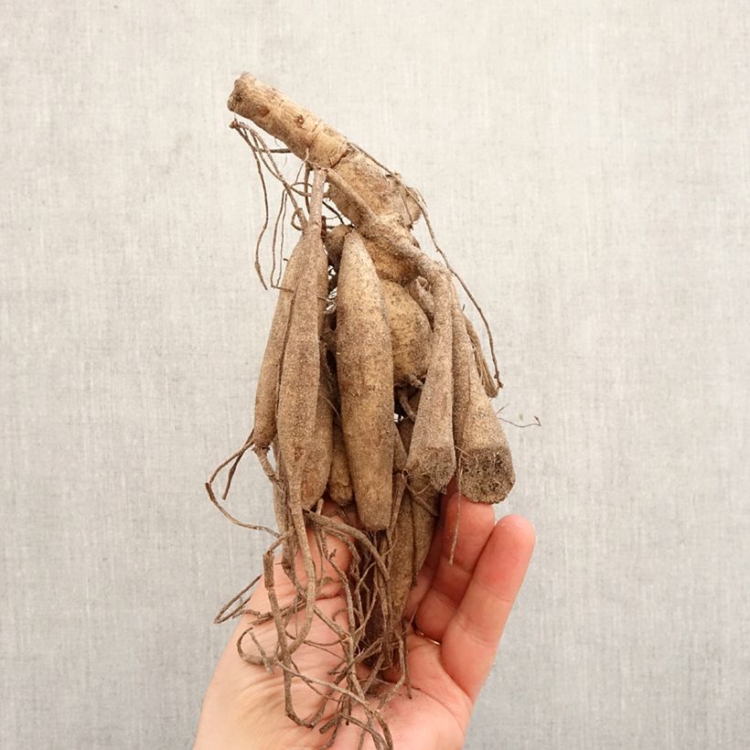 Exemplar von Kaktus-Dahlie My Love Zwiebel Kaliber/Größe I wie im Frühjahr geliefert