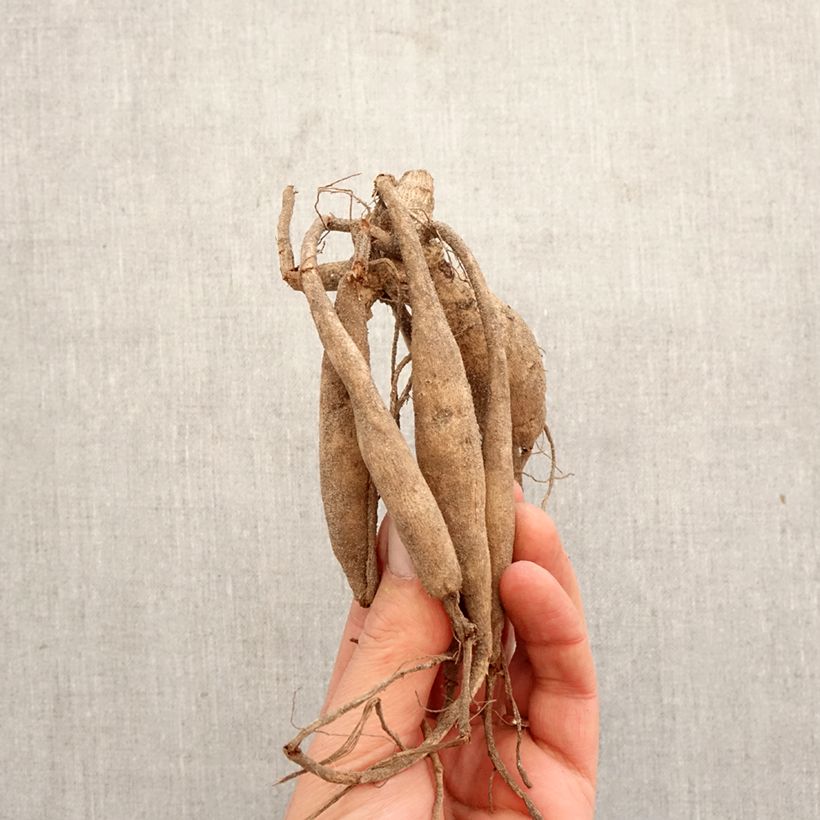 Exemplar von Kaktus-Dahlie Aspen Zwiebel Kaliber/Größe I wie im Frühjahr geliefert