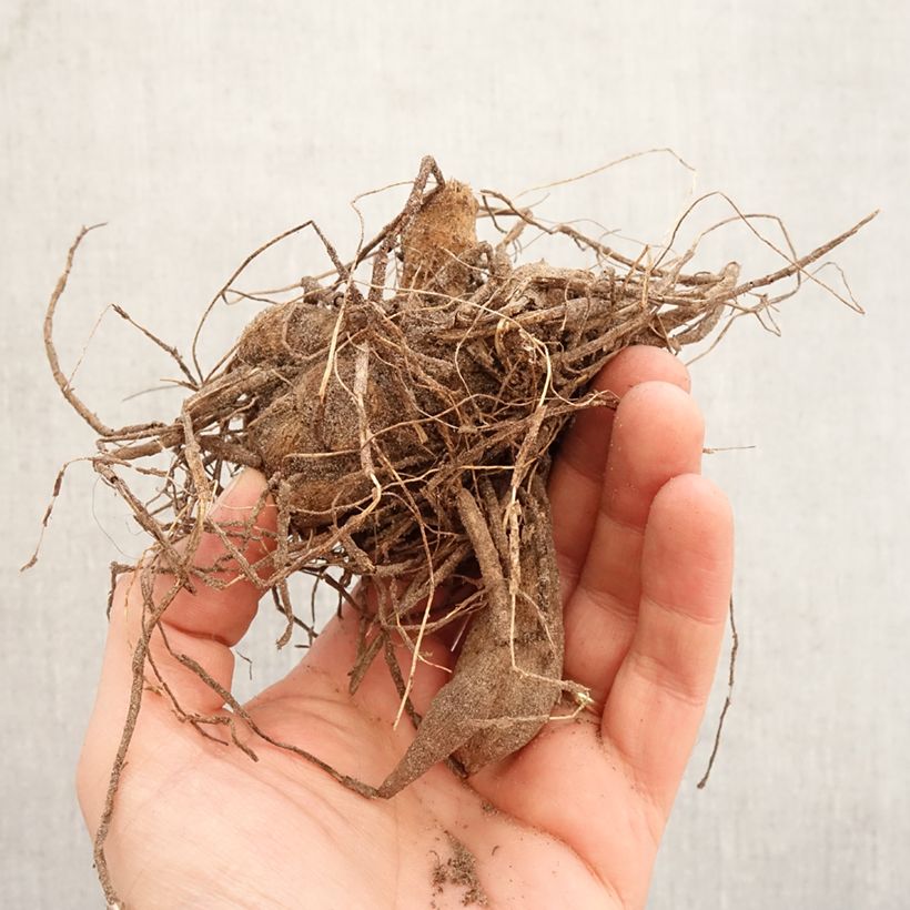 Exemplar von Kaktus-Dahlie Park Princess Zwiebel Kaliber/Größe I wie im Frühjahr geliefert