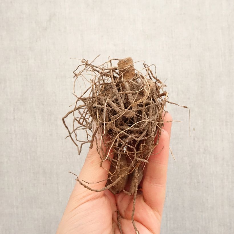 Exemplar von Kaktus-Dahlie Pianella Zwiebel wie im Frühjahr geliefert