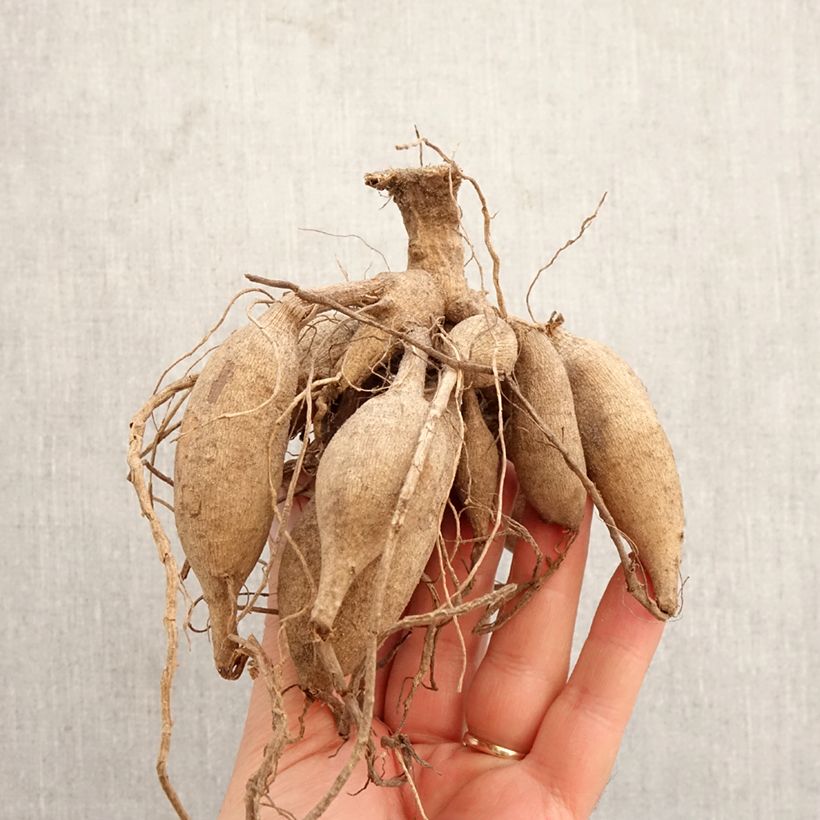 Exemplar von Kaktus-Dahlie Red Pygmy Zwiebel Kaliber/Größe I wie im Frühjahr geliefert