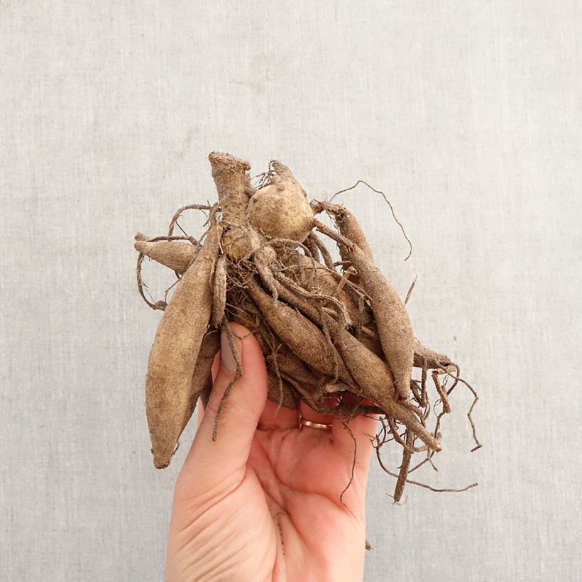 Exemplar von Kaktus-Dahlie Star's Lady Zwiebel wie im Frühjahr geliefert