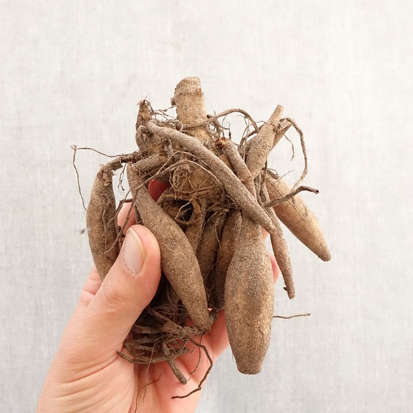 Exemplar von Kaktus-Dahlie Orfeo Zwiebel Kaliber/Größe I wie im Frühjahr geliefert