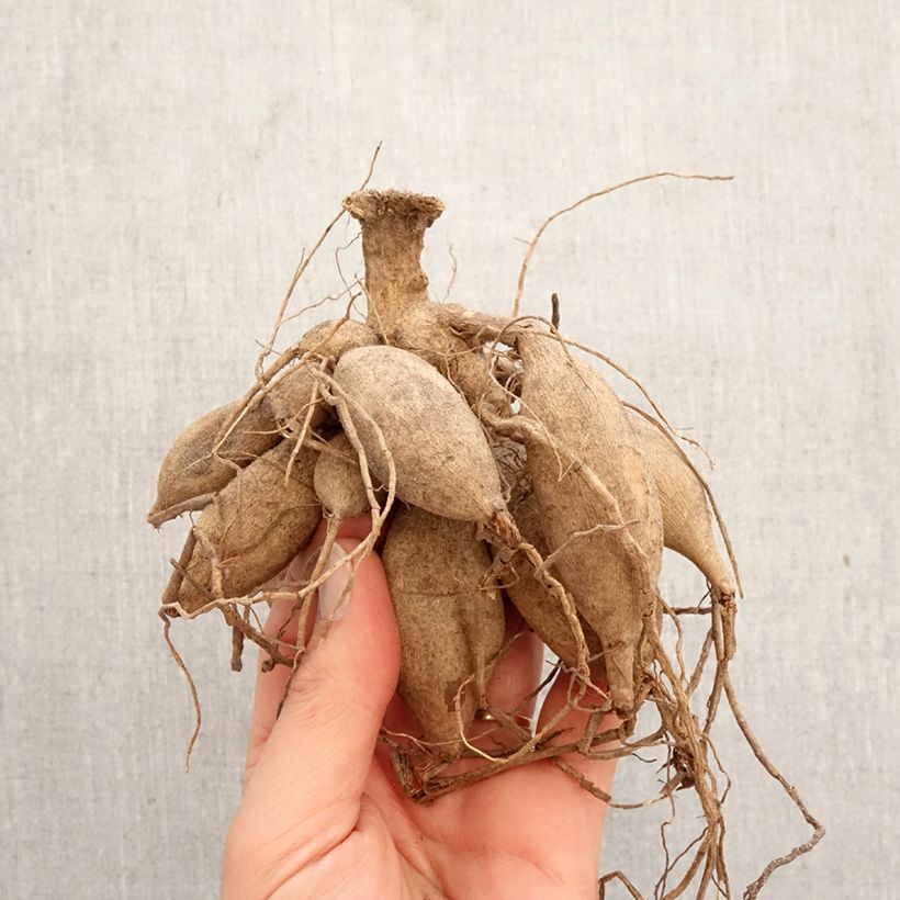 Exemplar von Kaktus-Dahlie Preference Zwiebel Kaliber/Größe I wie im Frühjahr geliefert