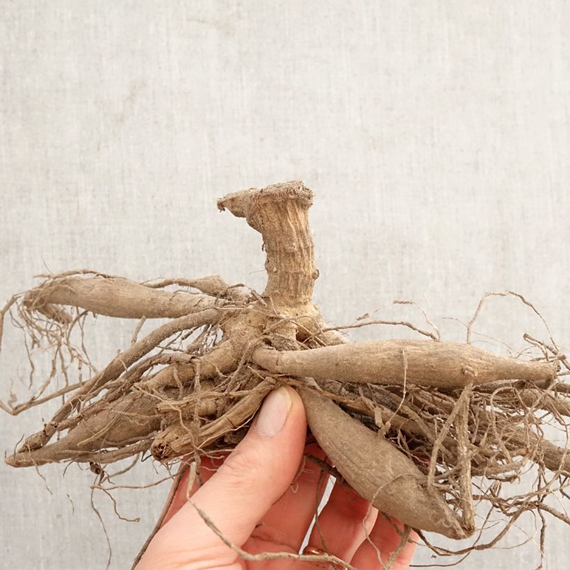 Exemplar von Kaktus-Dahlie Red Majorette Zwiebel wie im Frühjahr geliefert