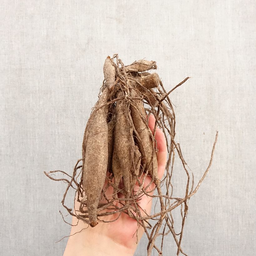 Exemplar von Kaktus-Dahlie Soeur Clarentine Zwiebel wie im Frühjahr geliefert