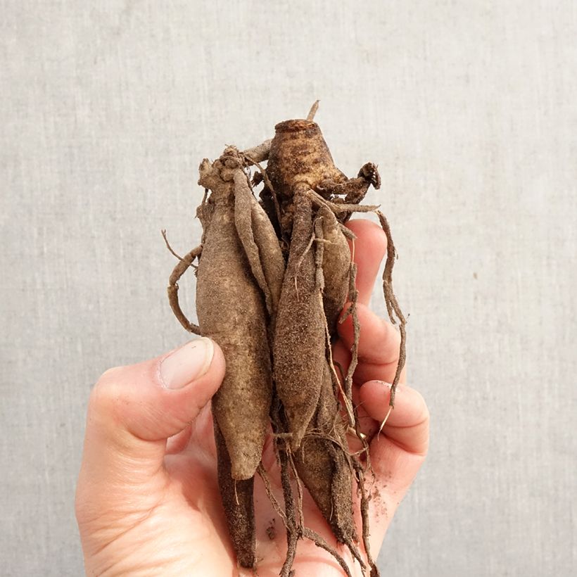 Exemplar von Kaktus-Dahlie Star Surprise Zwiebel Kaliber/Größe I wie im Frühjahr geliefert