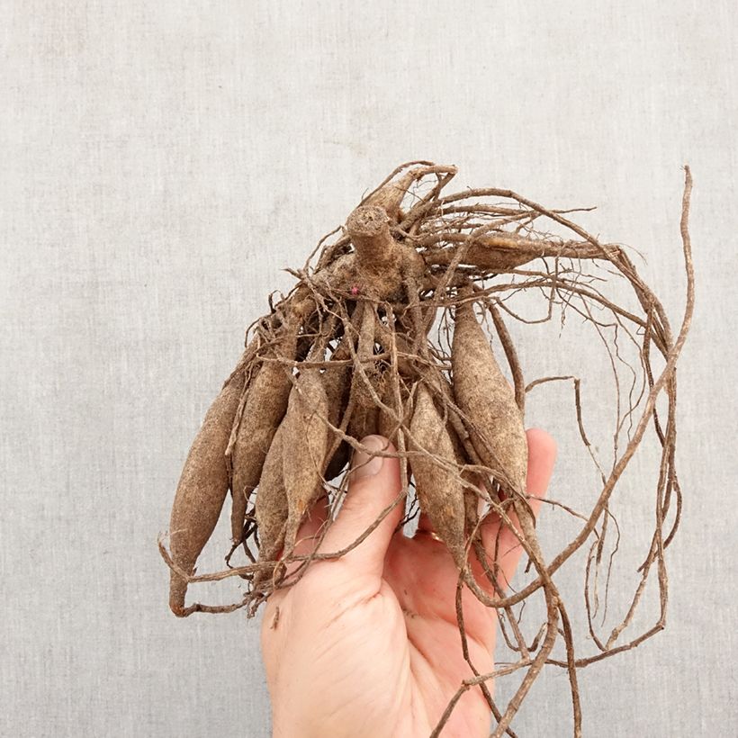 Exemplar von Dekorative Dahlie Abridge Porcelain Zwiebel wie im Frühjahr geliefert