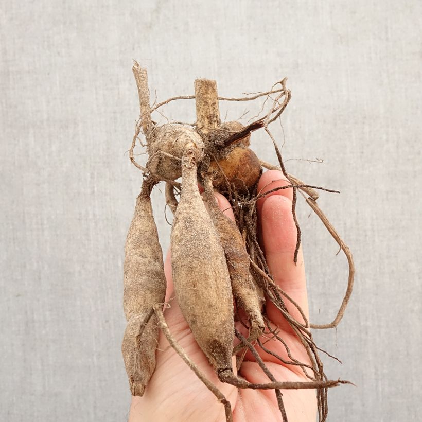 Exemplar von Dekorative Dahlie Contessa Zwiebel wie im Frühjahr geliefert