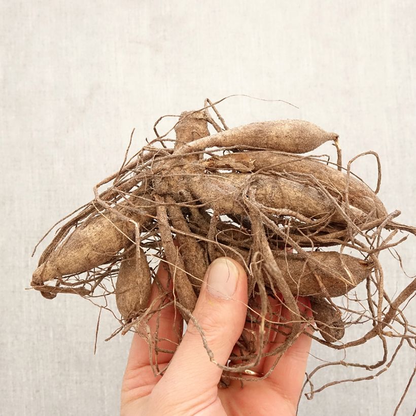 Exemplar von Dekorative Dahlie Lauren Michele Zwiebel wie im Frühjahr geliefert