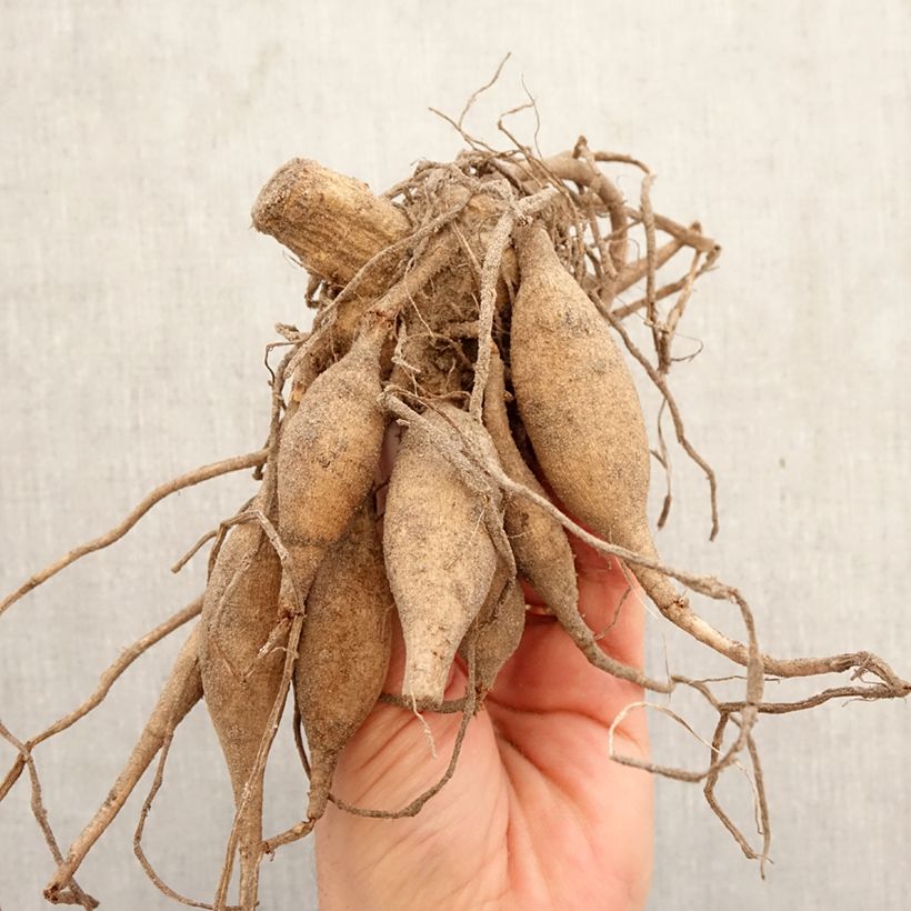 Exemplar von Dekorative Dahlie Nonette Zwiebel Kaliber/Größe I wie im Frühjahr geliefert