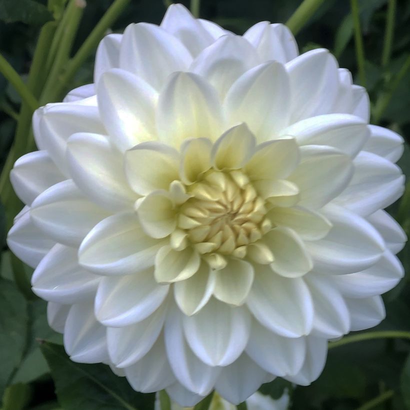 Dekorative Dahlie Peace Pact (Blüte)