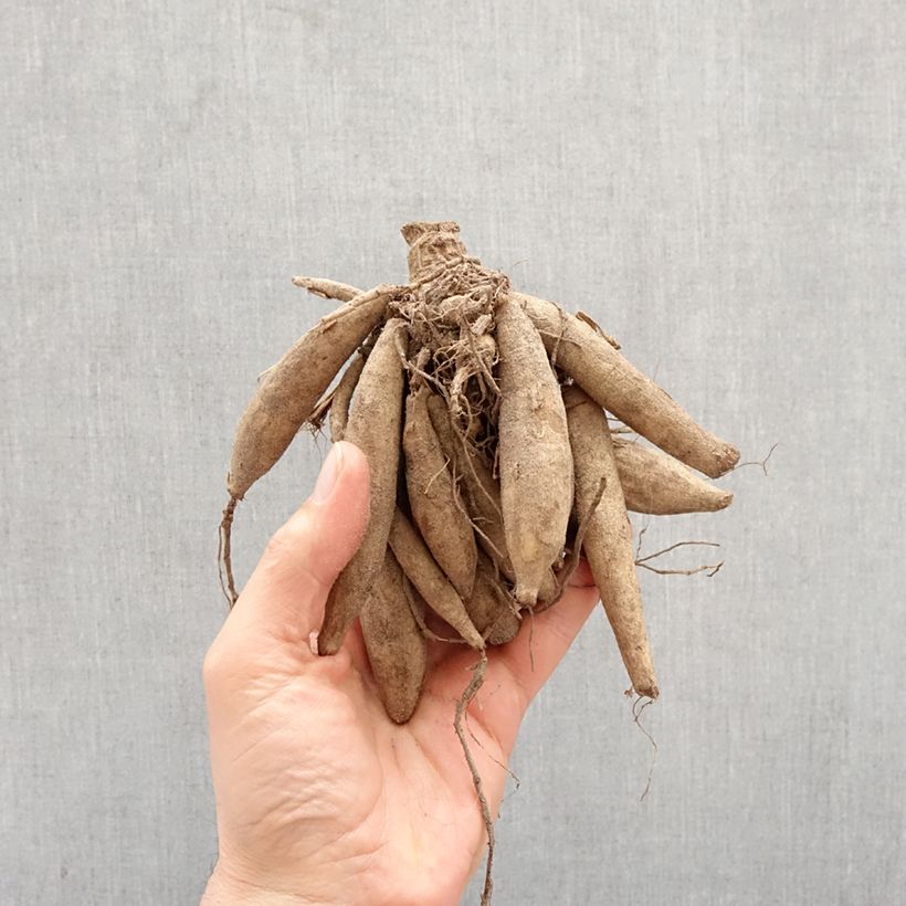 Exemplar von Dekorative Dahlie Vanilla Zwiebel Kaliber/Größe I wie im Frühjahr geliefert