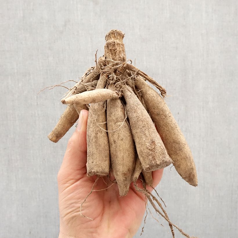 Exemplar von Dahlia camélia White Onesta Zwiebel Kaliber/Größe I wie im Frühjahr geliefert