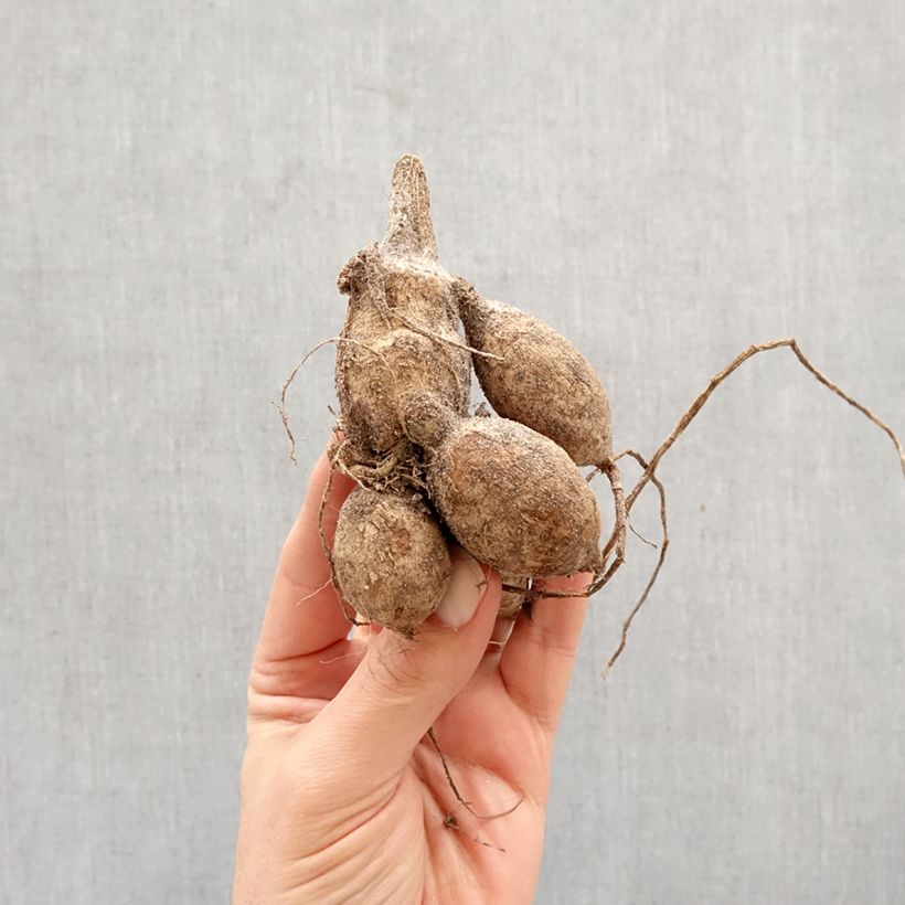 Exemplar von Dekorative Dahlie Yvonne Zwiebel Kaliber/Größe I wie im Frühjahr geliefert