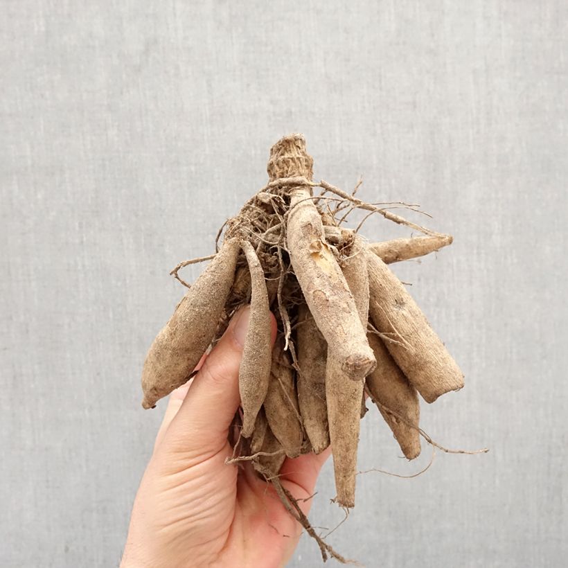Exemplar von Halskrausen-Dahlie Night Butterfly Zwiebel Kaliber/Größe I wie im Frühjahr geliefert