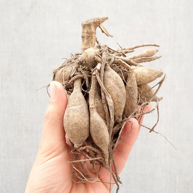 Exemplar von Dekorative Dahlie Break Out Zwiebel Kaliber/Größe I wie im Frühjahr geliefert