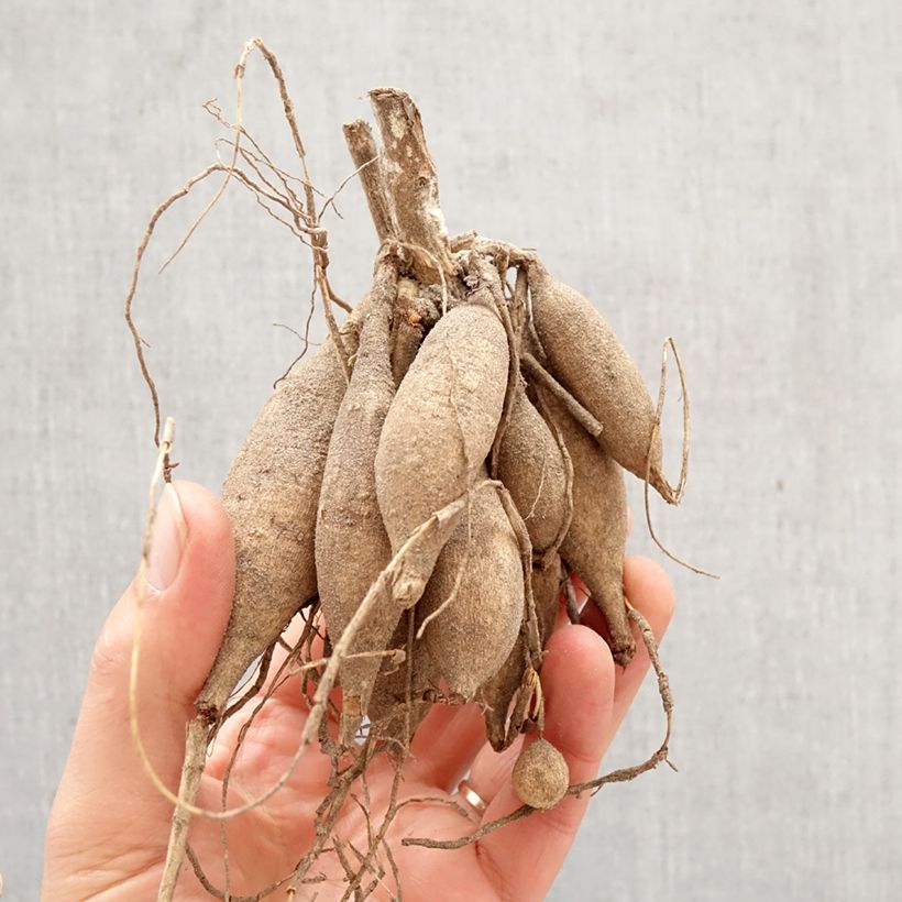 Exemplar von Dekorative Dahlie Aphrodite Zwiebel Kaliber/Größe I wie im Frühjahr geliefert