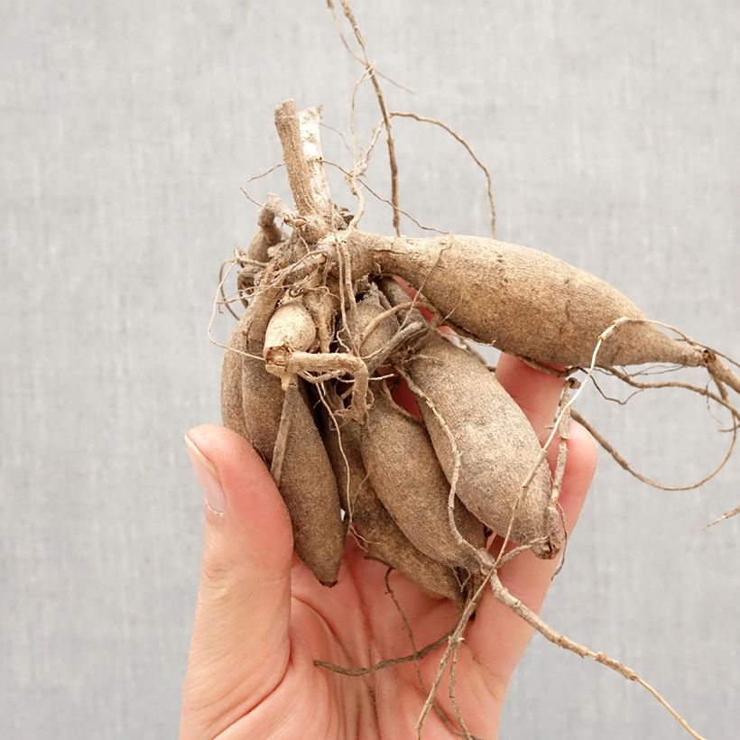 Exemplar von Dekorative Dahlie Bronze Glory Zwiebel Kaliber/Größe I wie im Frühjahr geliefert
