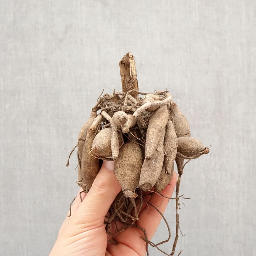 Exemplar von Dekorative Dahlie Calgary Flames Zwiebel Kaliber/Größe I wie im Frühjahr geliefert