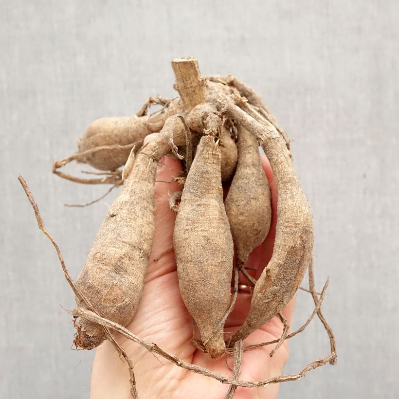 Exemplar von Dekorative Dahlie Caramel Zwiebel Kaliber/Größe I wie im Frühjahr geliefert