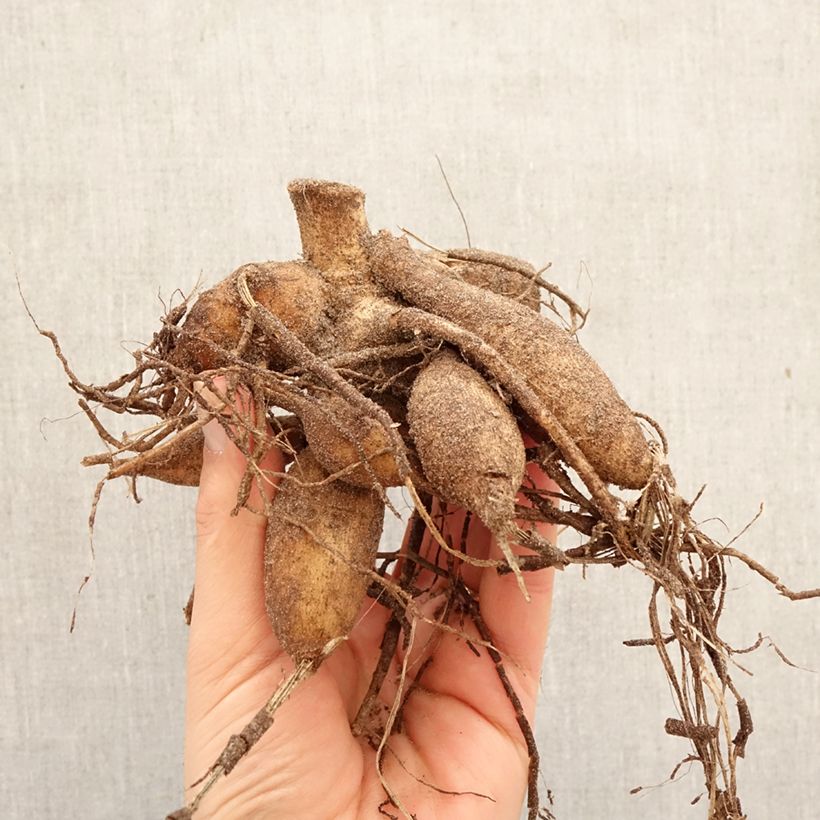 Exemplar von Dekorative Dahlie Hapet Harmony Zwiebel Kaliber/Größe I wie im Frühjahr geliefert