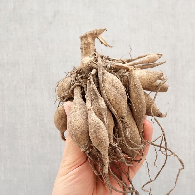 Exemplar von Dekorative Dahlie Mister Blue Zwiebel Kaliber/Größe I wie im Frühjahr geliefert