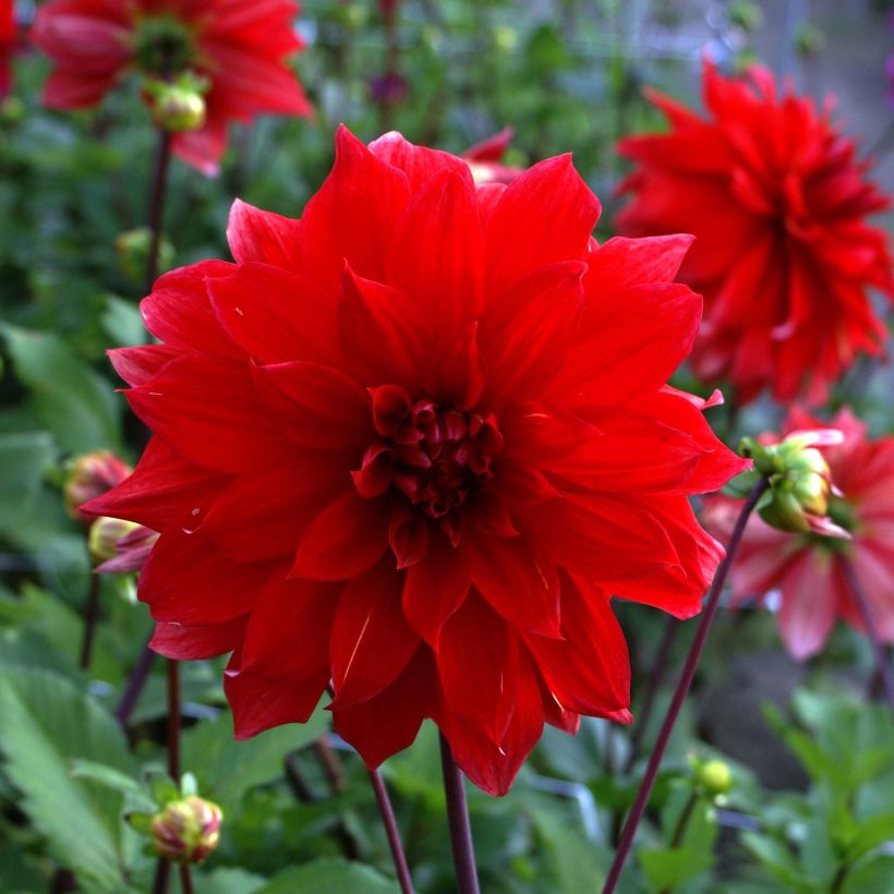 Schmuck-Dahlie Babylon rouge (Blüte)