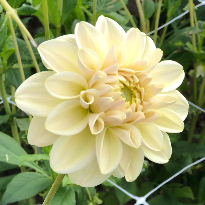 Schmuck-Dahlie Caramel Antique (Blüte)