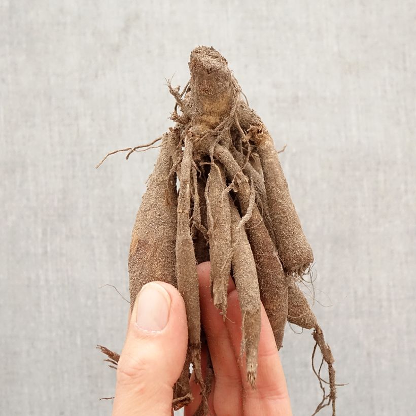 Exemplar von Dekorative Dahlie Connels Gloriosa Zwiebel Kaliber/Größe I wie im Frühjahr geliefert