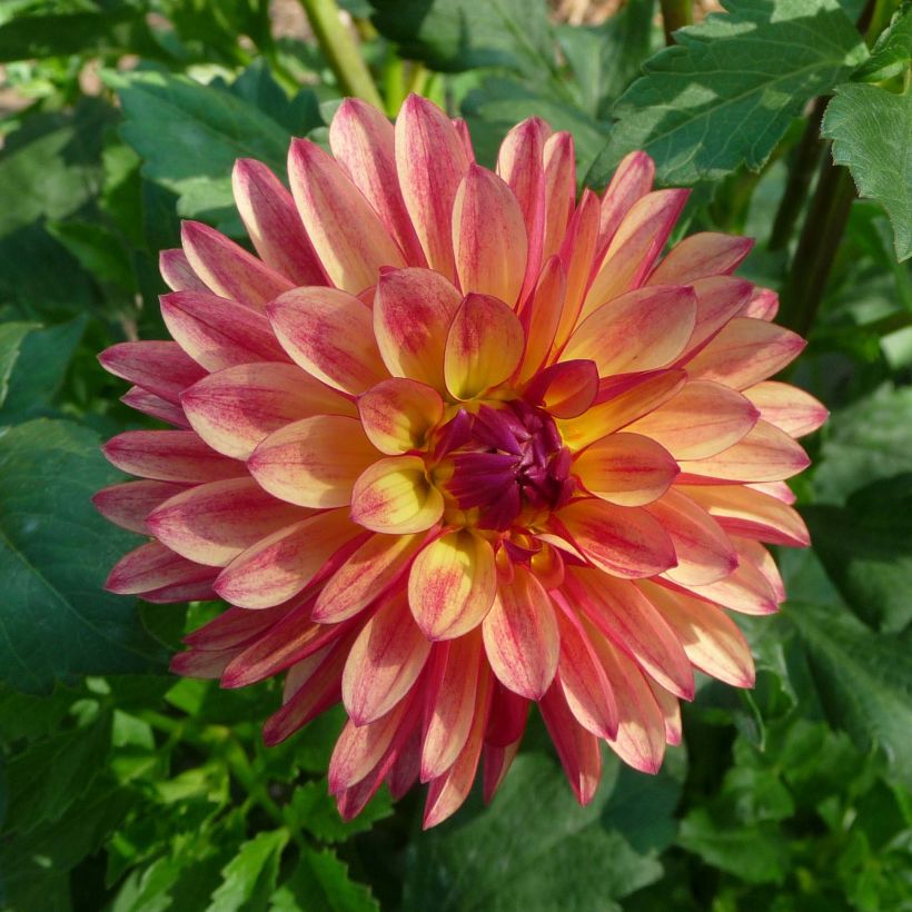 Schmuck-Dahlie Crazy Legs (Blüte)