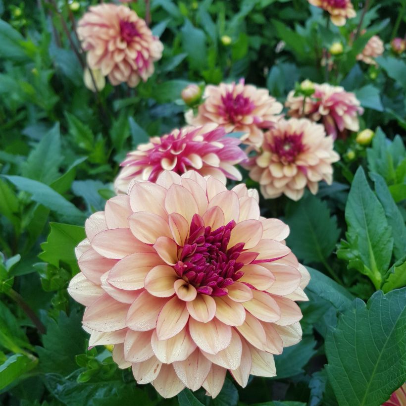 Schmuck-Dahlie Crème de Cognac (Blüte)