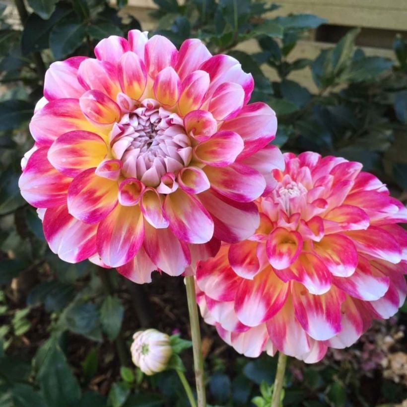 Schmuck-Dahlie Hawaii (Blüte)