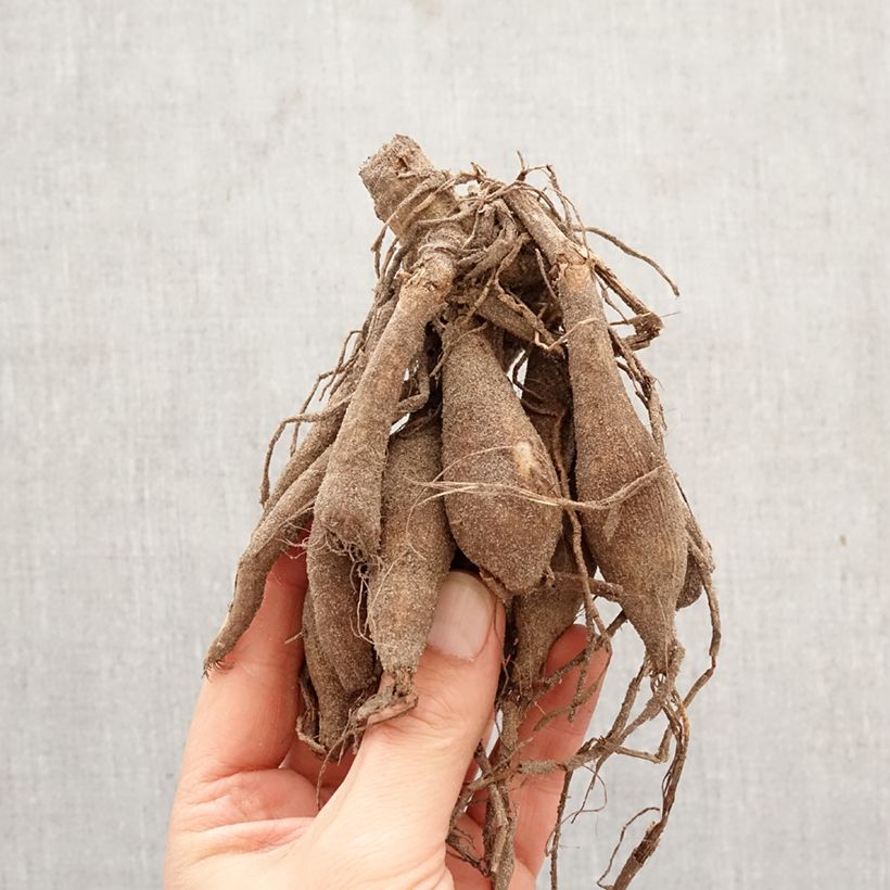 Exemplar von Dekorative Dahlie Invitation Zwiebel Kaliber/Größe I wie im Frühjahr geliefert