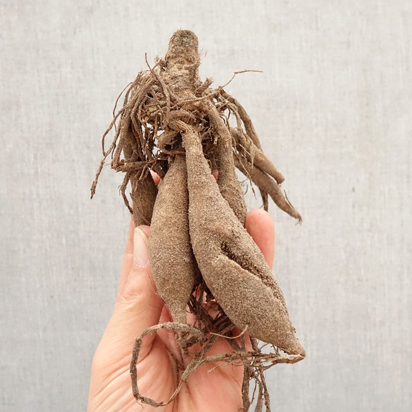 Exemplar von Dekorative Dahlie Japlou Zwiebel Kaliber/Größe I wie im Frühjahr geliefert