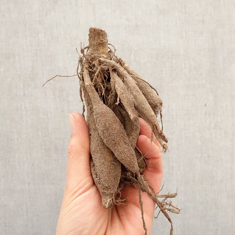 Exemplar von Dekorative Dahlie Jennifer Mary Ellen Zwiebel Kaliber/Größe I wie im Frühjahr geliefert