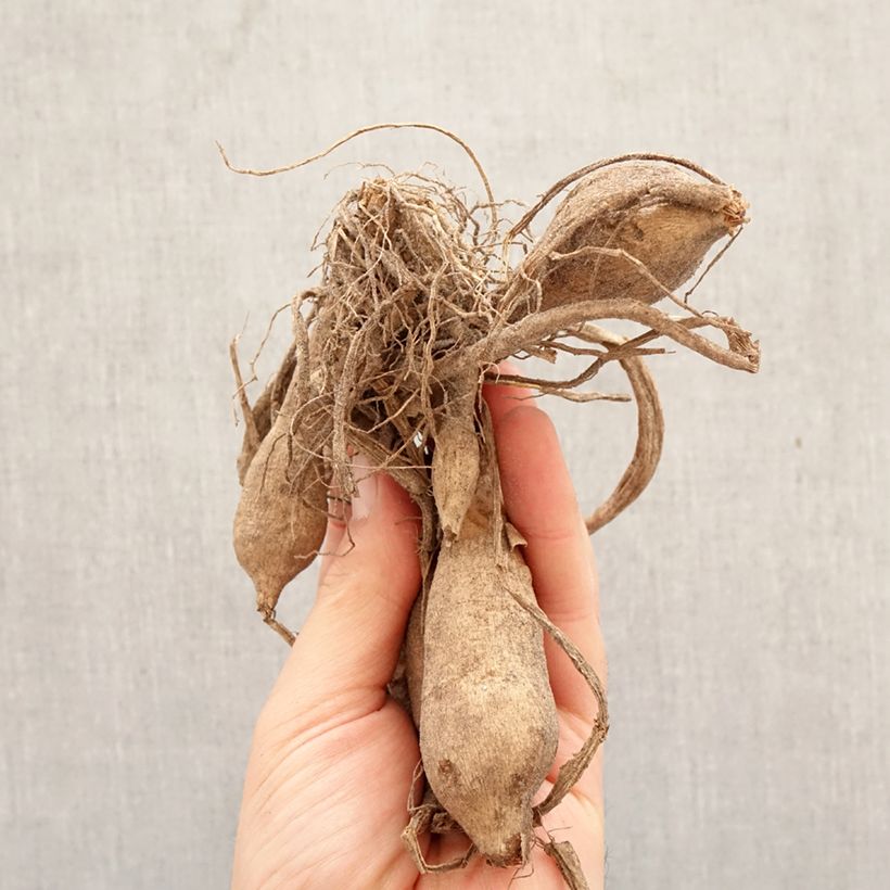 Exemplar von Dekorative Dahlie Lake Carey Zwiebel Kaliber/Größe I wie im Frühjahr geliefert