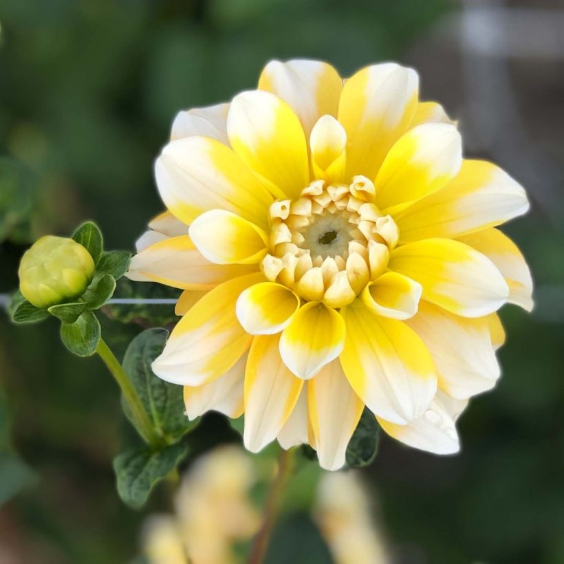 Schmuck-Dahlie Lemon Cane (Blüte)