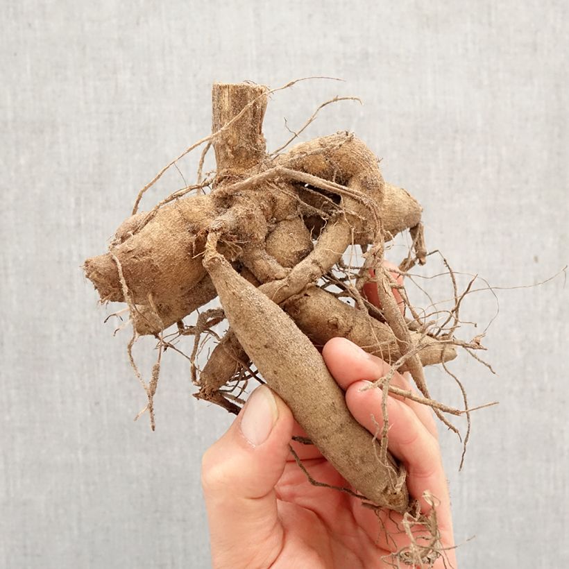 Exemplar von Dekorative Dahlie Little Robert Zwiebel Kaliber/Größe I wie im Frühjahr geliefert