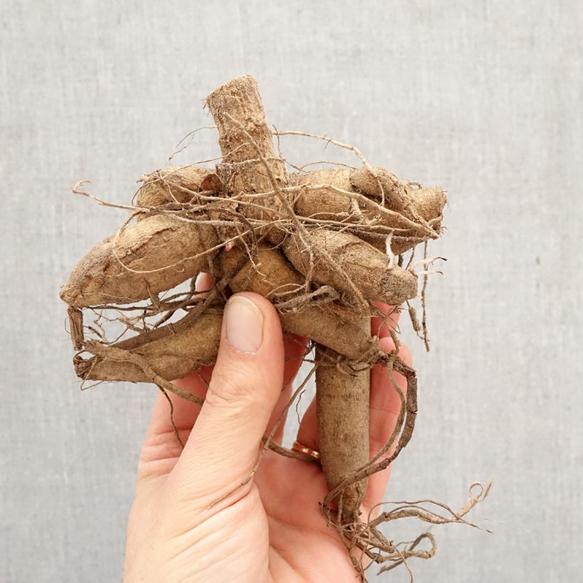 Exemplar von Dekorative Dahlie Madame Antoinette Zwiebel Kaliber/Größe I wie im Frühjahr geliefert