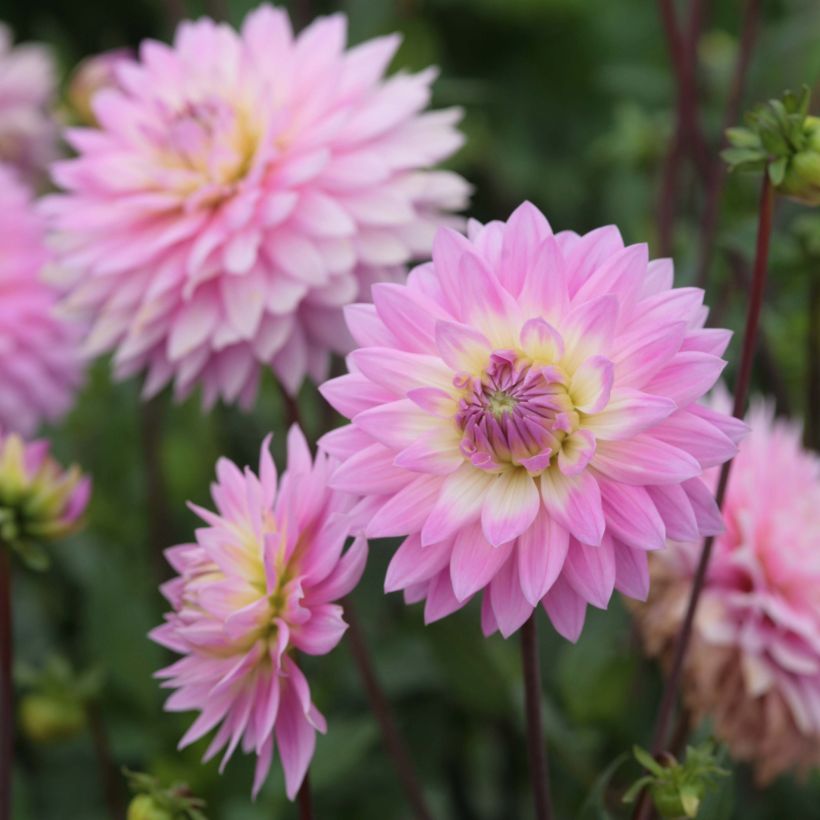 Schmuck-Dahlie Miss Delilah (Blüte)