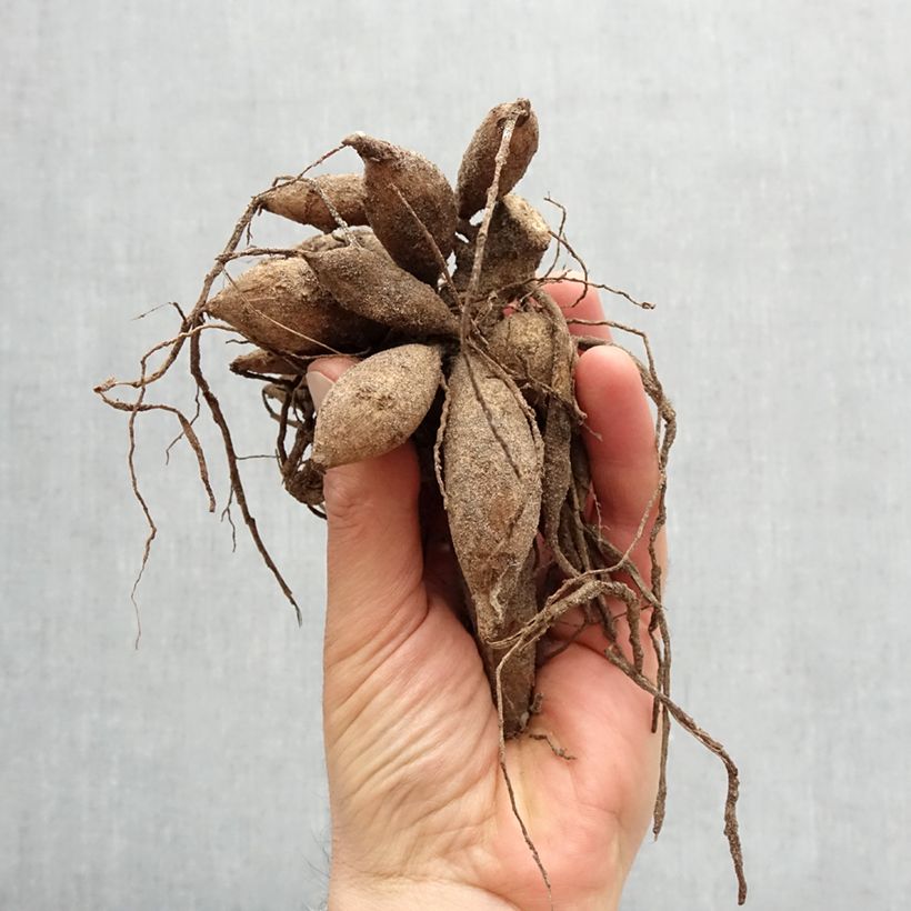 Exemplar von Schmuck-Dahlie Nicholas Zwiebel Kaliber/Größe I wie im Frühjahr geliefert